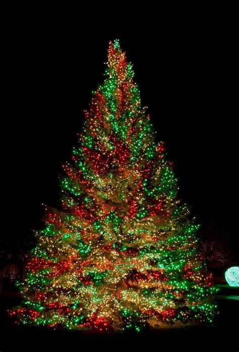 Christmas Lights Outside, Outdoor Christmas Tree, Beautiful Christmas ...