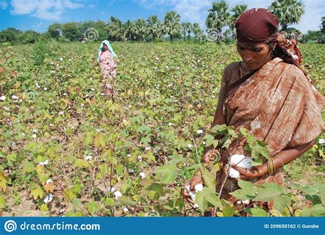 Cotton farming in India editorial photography. Image of farmer - 209650162