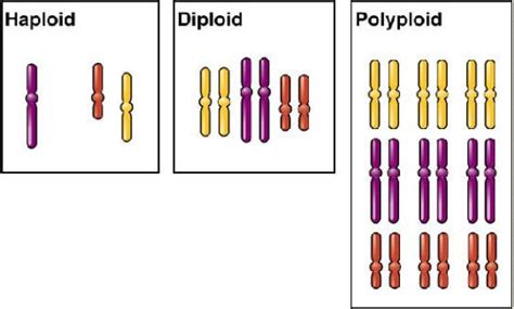 Image - Polyploidy gen.jpg | UVM Genetics & Genomics Wiki | FANDOM ...