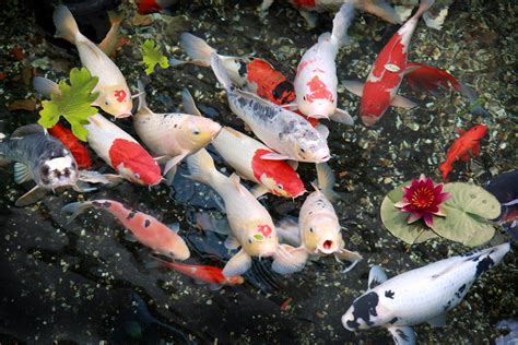 🔥 [70+] Koi Pond Wallpapers | WallpaperSafari