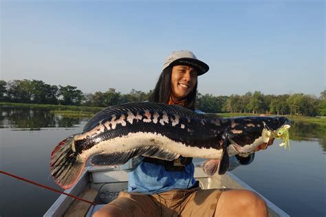 Giant snakehead caught and released, Thailand [vid in comments] : r/Fishing