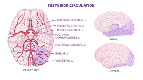 Posterior Anterior Brain