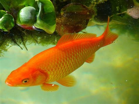 Dropsy Disease in Fish: Causes, Symptoms, Treatment, and Prevention