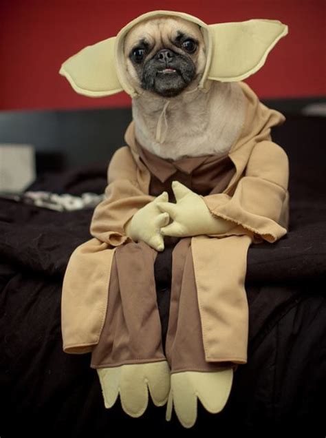 The 25 Insanely Funny Dog Costumes Ever