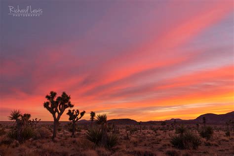 Joshua Tree Sunset - Richard Lewis Photography