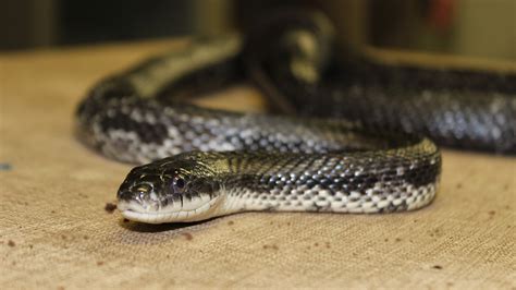 Western Rat Snake - Elmwood Park Zoo