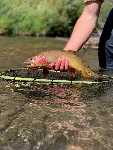 Wyoming Fly Fishing Rivers - Fly Fishing Insider Podcast