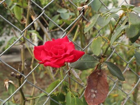 Roses On Fences - How To Grow Roses On A Fence