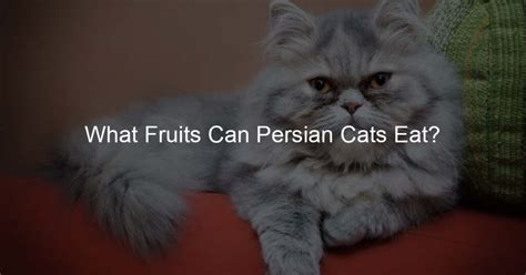 What Fruits Can Persian Cats Eat? - Persian Cat Lover