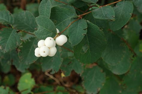 Symphoricarpos albus