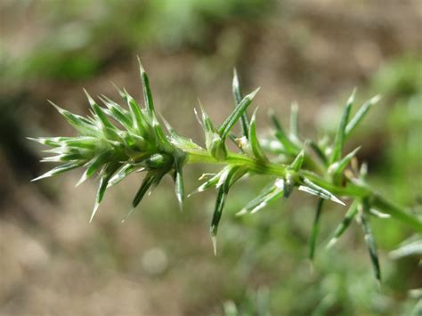 Kali tragus | Ruthenisches Salzkraut (Kali tragus oder Salso… | Flickr