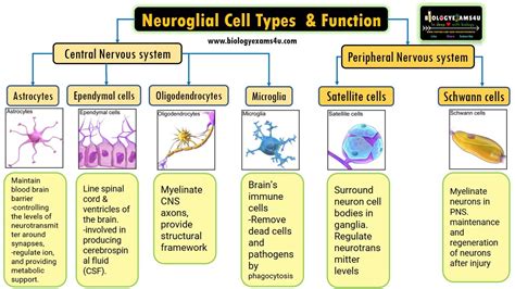 Neuroglial Cell Types by location and Basic function|| 6 Types of Glial ...