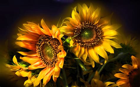 Sunflowers 8K Wallpapers - Top Free Sunflowers 8K Backgrounds ...