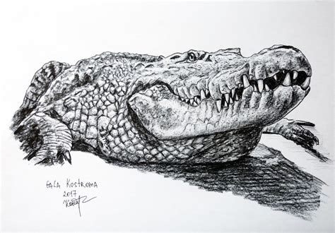 Nile Crocodile Drawing at PaintingValley.com | Explore collection of ...