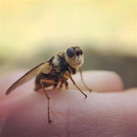 Deer Warble Fly_Hypoderma diana | National Museums Scotland Blog