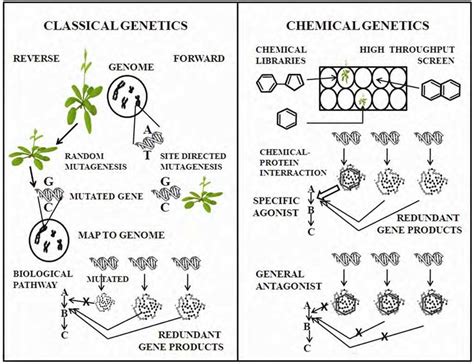 A comparison between classical and chemical genetics [The classical ...