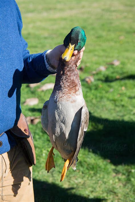 Dead Duck After Collecting Them In A Hunt | Stocksy United