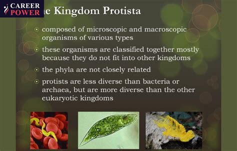 Kingdom Protista: Example, Characteristics, and Classification