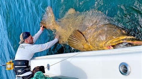 Goliath Grouper: History, Facts, Size, Habitat, Classification & Much ...