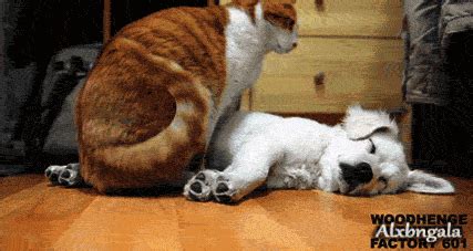 Cats Play with Dogs (14 gifs)