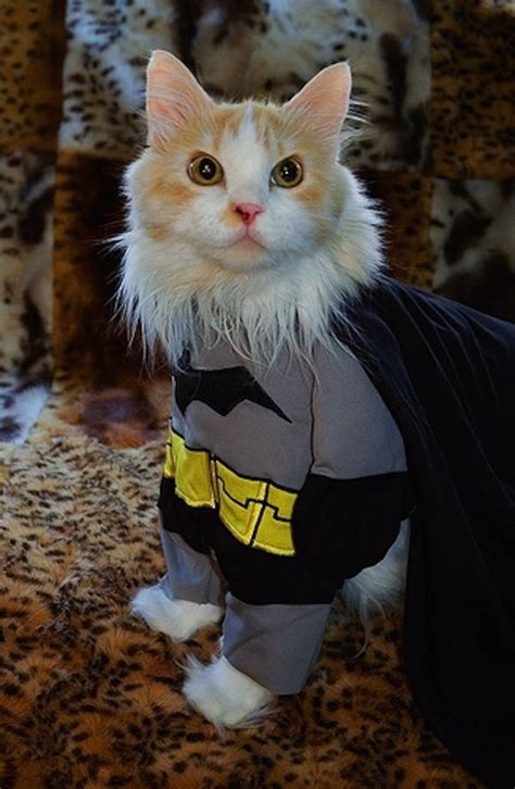 The Dark Knight Rises | Dog halloween costumes, Pet costumes, Pet ...