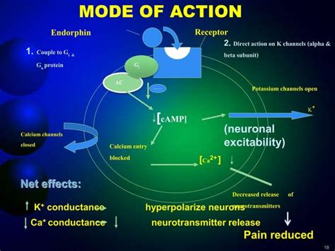 presentation on Endorphin hormone | PPT