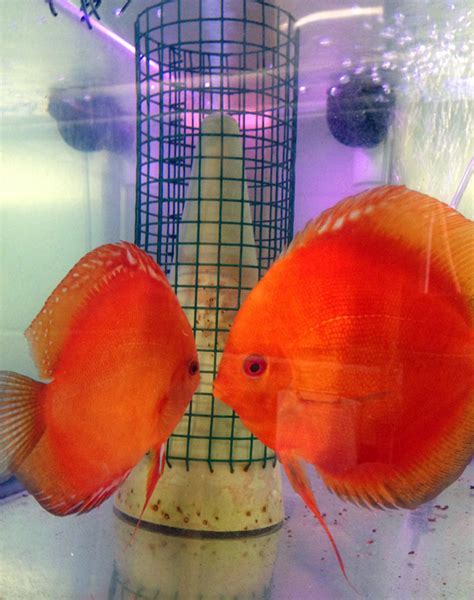 Discus Fish Breeding Tank Setup