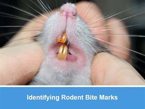 Identifying Rodent Bite Marks | Critter Stop