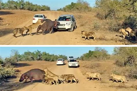 Watch: Pursued by lions, hippo attacks tourist vehicle | Predator vs ...