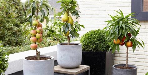 Arbre en pot extérieur pour terrasse : les 4 arbres fruitiers à ...