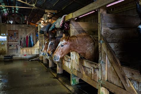 The 5 Best Horse Stall Fans (Keeping The Barn Cool) in 2022 - Equineigh