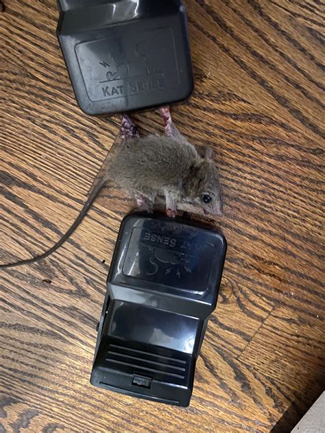 Rat Exterminator Near Me — Rapid Rodent Removal