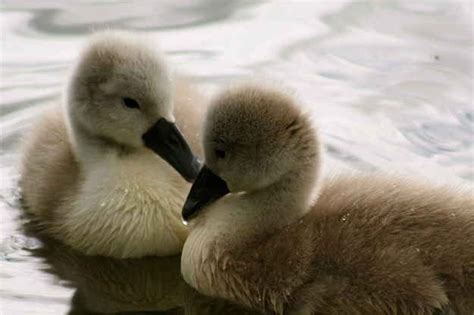 Flapper. | Baby animal names, Baby animals, Baby swan