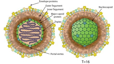 Varicellovirus ~ ViralZone