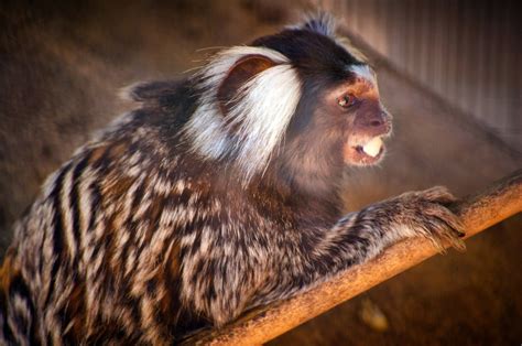 Marmoset