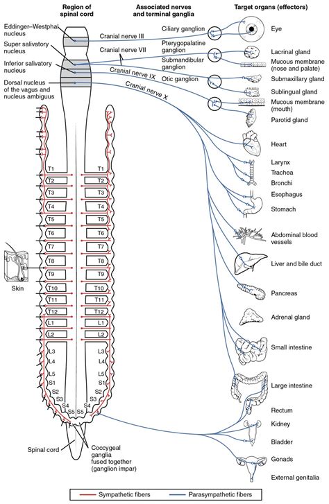 Peripheral Somatic Autonomic Nervous System