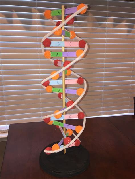 Dna model project, Dna model, Dna project