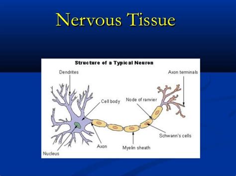 Tissue Types - Nervous Tissue Diagram | Quizlet