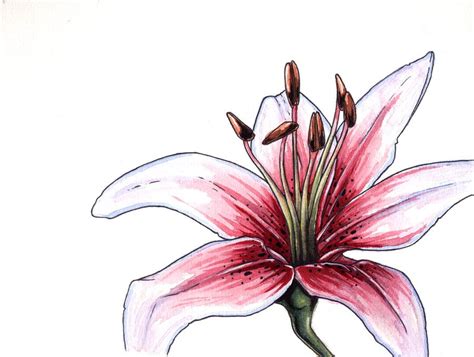 Stargazer Lilies Drawing at GetDrawings | Free download