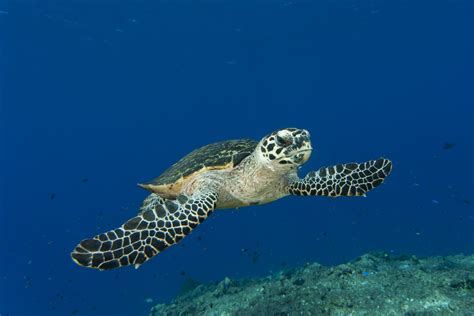 Hawksbill Sea Turtle - The Australian Museum