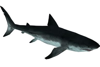 Giant Orthocone Vs Megalodon