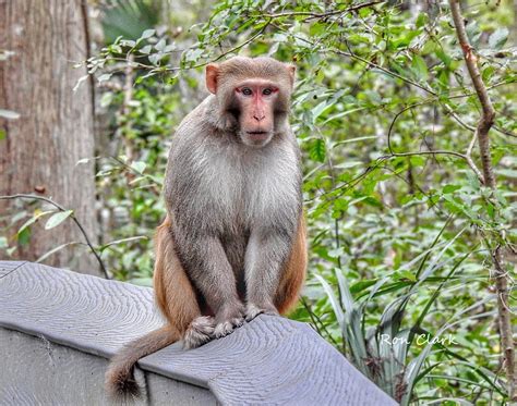 Wild Rhesus Macaque Monkey at Silver Springs State Park - Villages-News.com