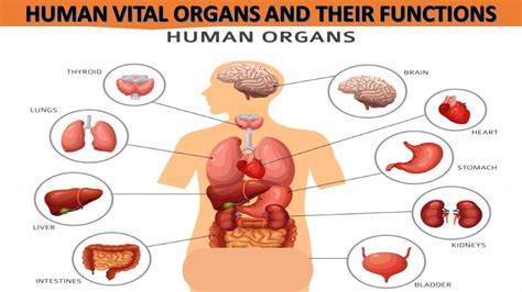 Human Body Tissues And Their Functions