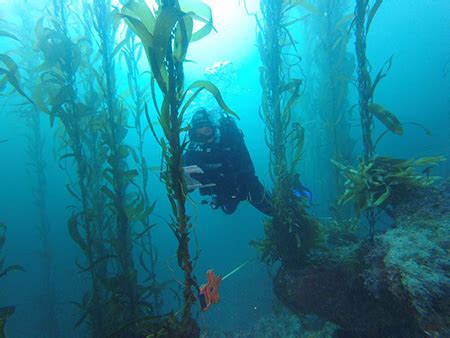 Cooperative research effort documents northward migration of kelp forests