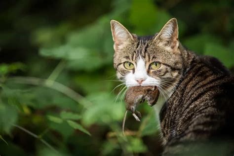 Can Cats Get Sick From Eating Mice – Here’s The Facts! – FAQcats.com