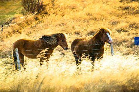 Icelandic horse live in farm 12662701 Stock Photo at Vecteezy