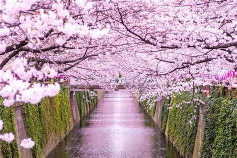 Japan's Cherry Blossoms in 2022: Updated Forecast and Best Spots ...