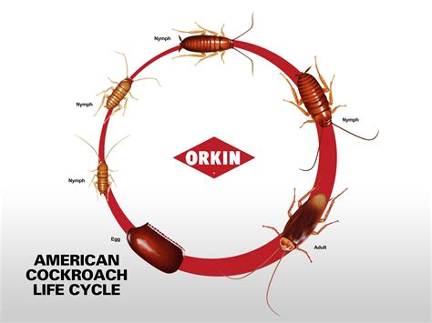 What's the Life Cycle of the American Cockroach | Orkin