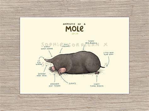 Anatomy of A Mole Signed Art Print | Etsy UK