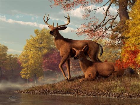 Deer Scene Wallpaper - WallpaperSafari